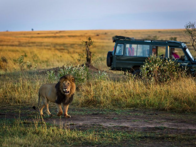 Go on an African Safari