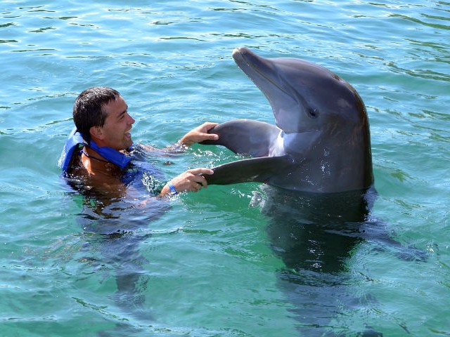 Swim with dolphins