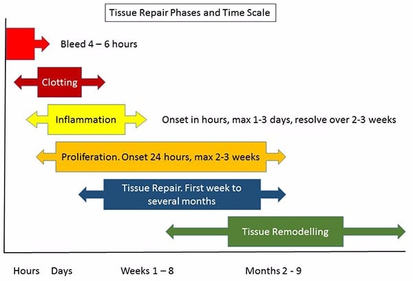 Tissue repair phases 