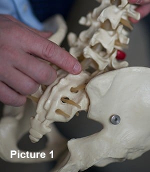Posterior view of pelvis model