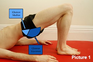 Gluteal Anatomy