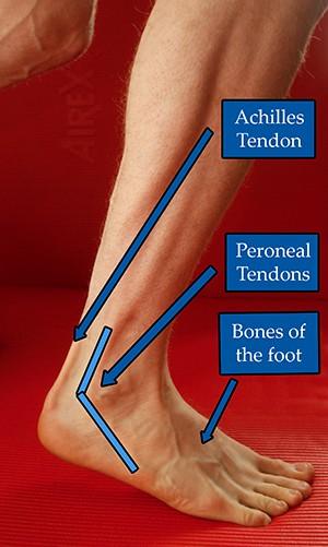 Achilles Tendon