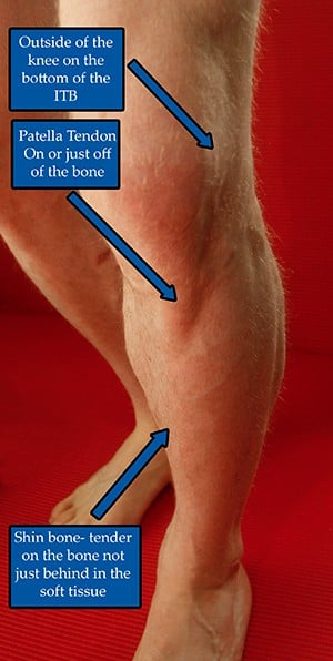 Patella tendon and knee