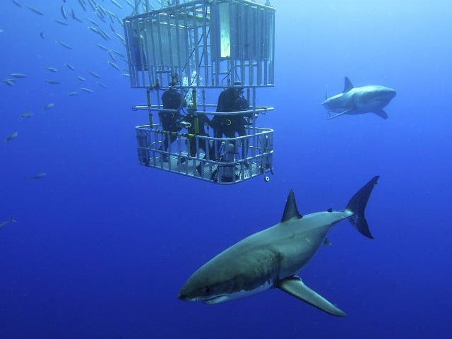 Dive with sharks